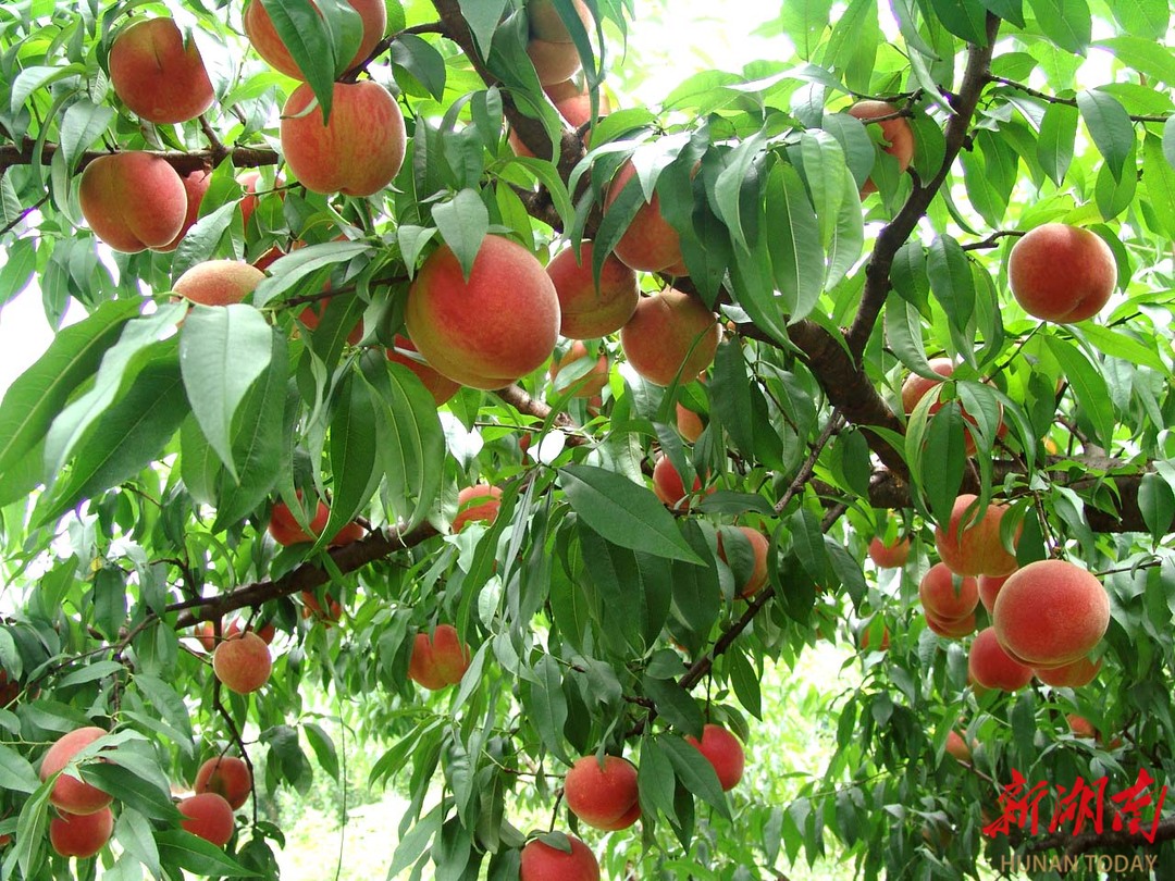 水果采摘正当时——在果桃丰收里，看见怀化的盛夏
