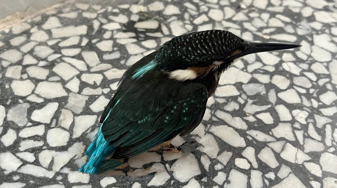 体态娇小、长约10厘米，汉寿县林业局救助国家二级保护动物 “翠鸟”