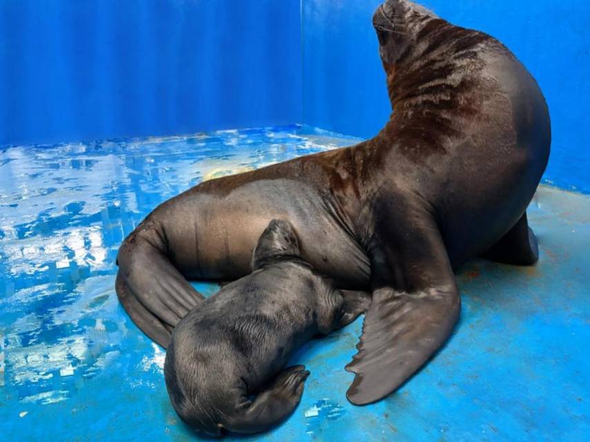 2024年首只“长沙籍”海狮宝宝诞生了，快来给它取名吧！