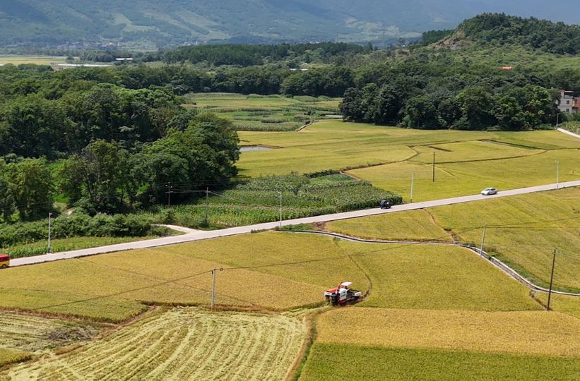 道县：早稻成熟收割 “稻稻油”三茬轮作促增收