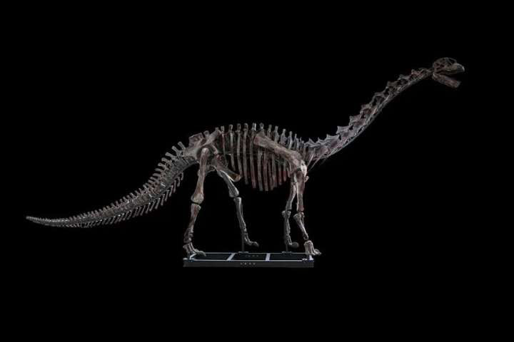 距今约1.66亿年恐龙化石！重庆恐龙属种又上新