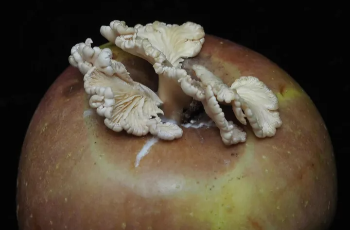 周末·新知丨苹果长出蘑菇，中科院博士求购！后续来了