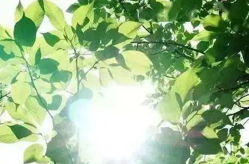 科普帖！“三伏”与“三暑”是一回事吗？