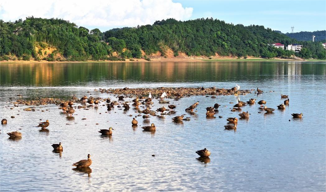 衡陽：萱洲國家濕地公園別樣夏景 魚鳥成群繁衍嬉戲