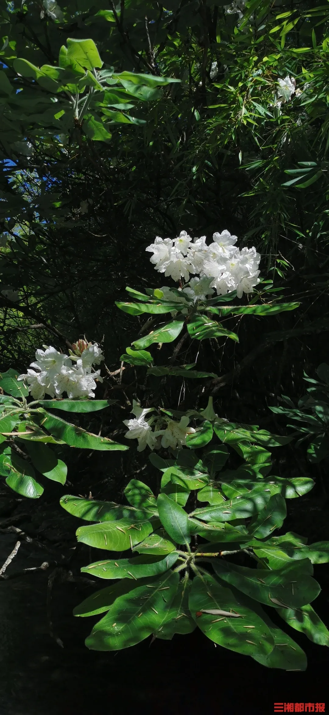 “植物界大熊貓”小溪洞杜鵑現(xiàn)身炎陵