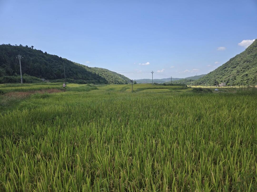 桂阳:6.6万亩早稻收割 机械化助力农产好丰收