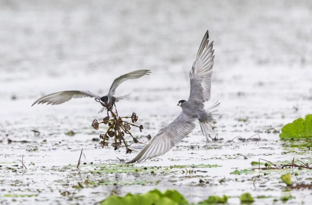 夏候鸟来了 | 治愈系“夏日精灵”一一就位！
