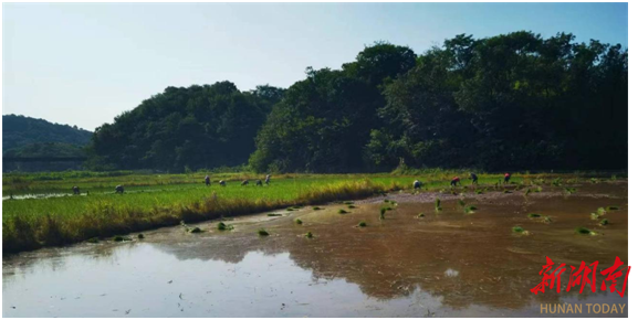 祁东：红旗水库灌溉渠清障修复  解决约 600 亩稻田用水需求
