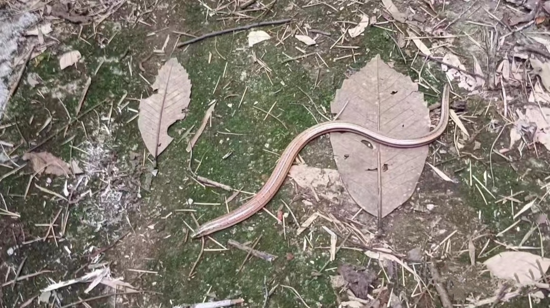 似蛇不是蛇！南山国家公园发现新记录物种——脆蛇蜥