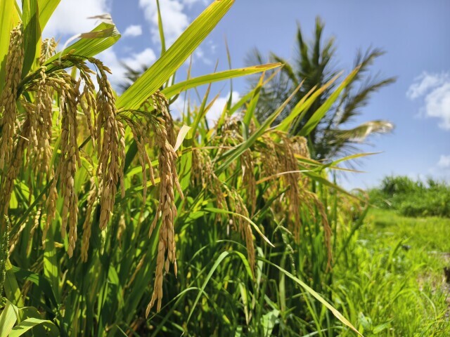 湖南杂交水稻首次在巴巴多斯实现大面积丰收 巴巴多斯总统桑德拉·普鲁内拉·梅森出席开镰仪式