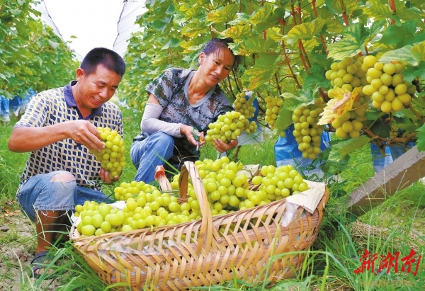葡萄产业助农“甜蜜增收”@湖南日报图片新闻
