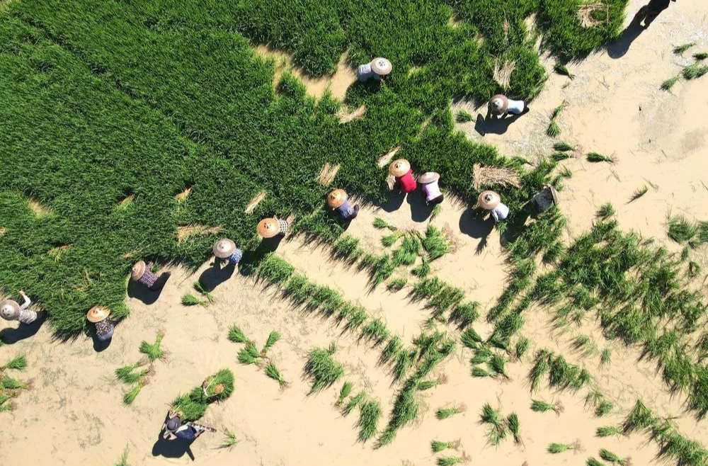 收获一“夏”，湖南夏收、夏种、夏管稳步进行中……