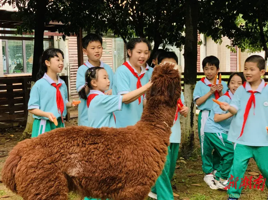 校园里养羊驼，这所学校的“治愈系动物园”给孩子最好的生命教育