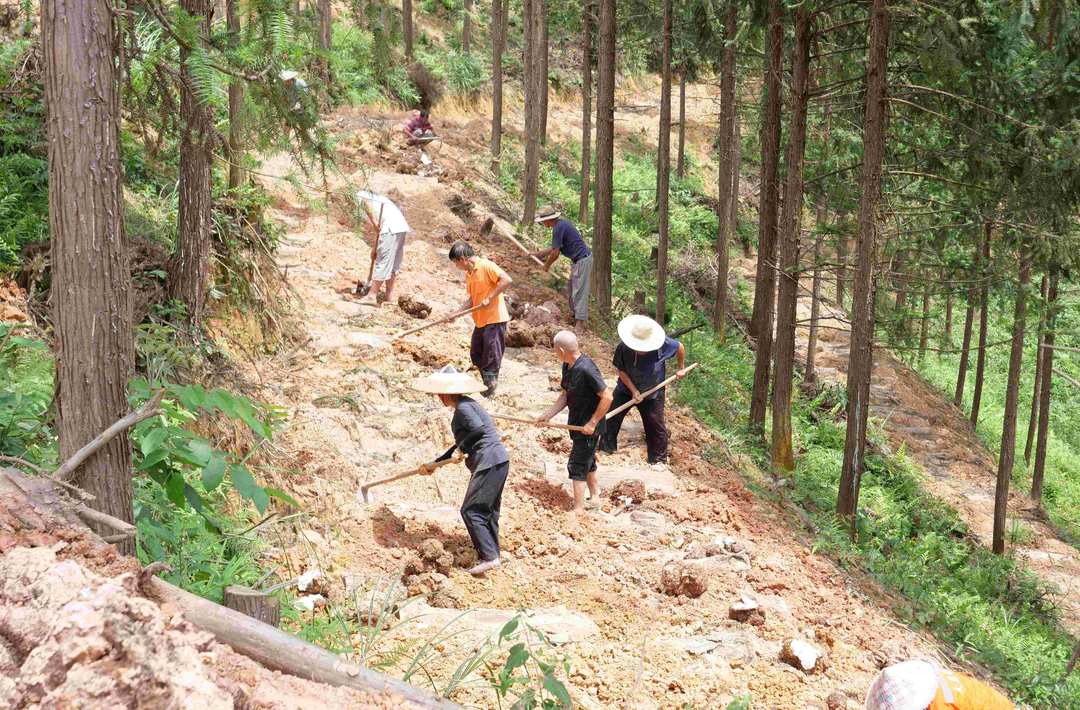 
会同：茯苓种植基地喜迎丰产