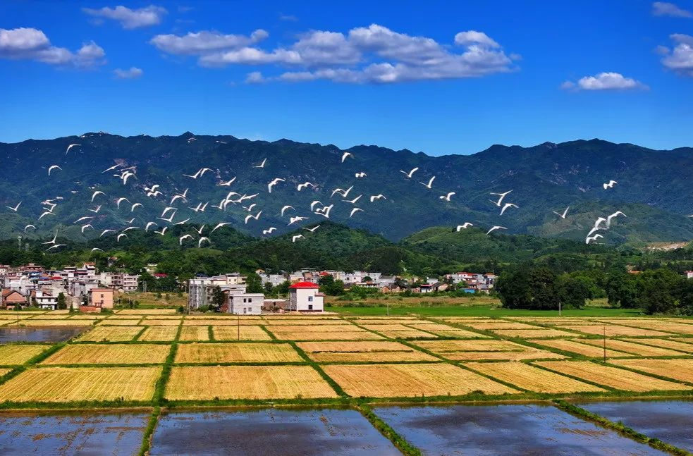 夏候鸟·白鹭，很爱湖南！ 