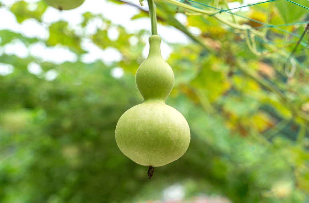 夏季吃“苦”胜过进补？这4种“苦”最好别吃，小心中毒！