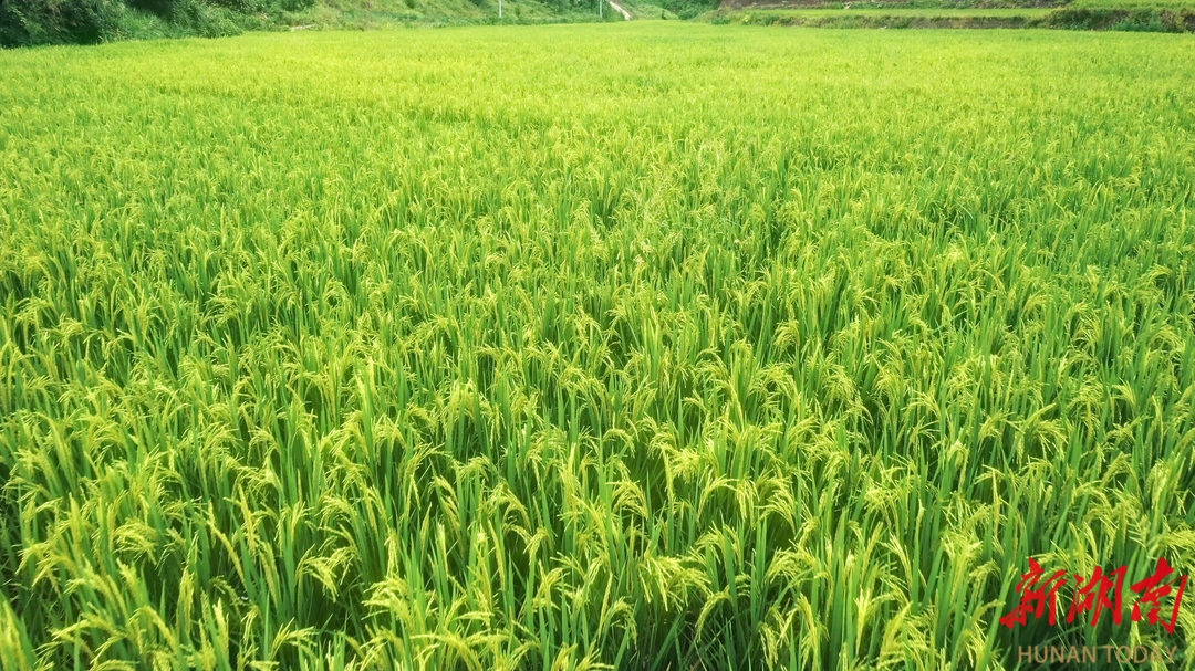 鶴城：復(fù)墾農(nóng)田水稻抽穗揚(yáng)花 豐收在望