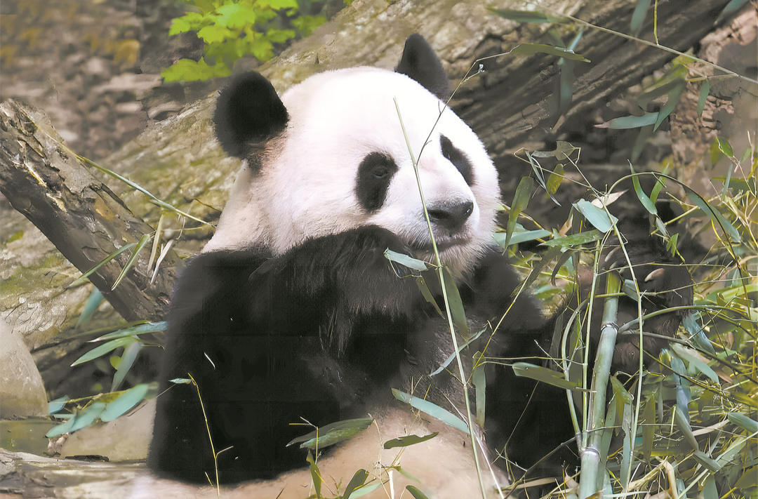 科普 | 大熊猫圆滚滚的，它们是真胖吗？