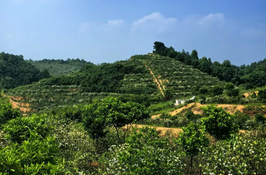 太平山上栀花香