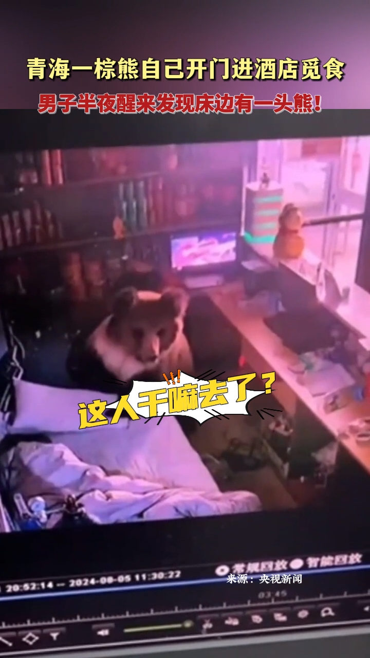 青海一棕熊自己开门进酒店觅食 男子半夜醒来发现床边有一头熊！