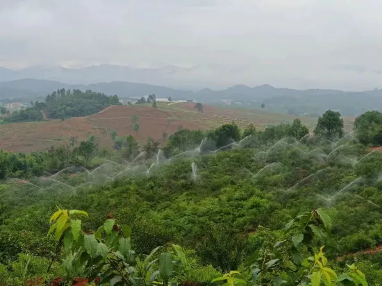 湖南祁陽水肥一體化讓油茶林清爽過夏