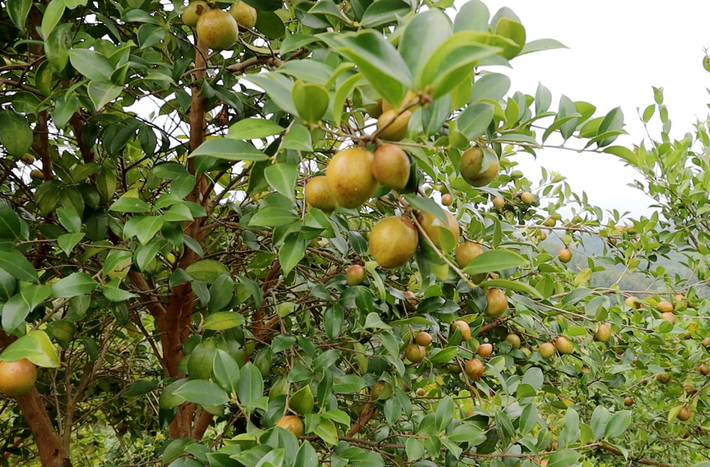 在油茶林下套種中藥材，種植花生、大豆，養(yǎng)殖走地雞—— 邵陽縣林下經(jīng)濟(jì)新模式點(diǎn)“綠”成金