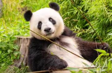 旅德大熊猫“梦梦”再次怀上双胞胎