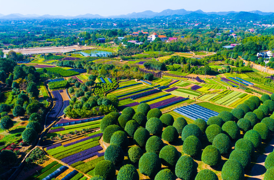 长沙花木走廊走向何方丨湖南日报市州头条