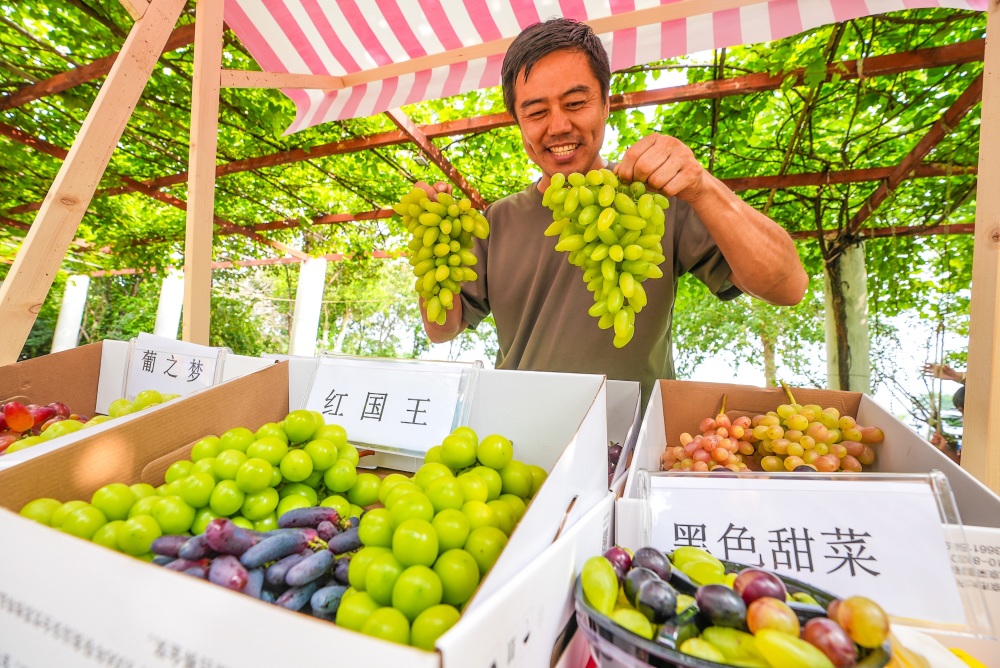 京南葡萄熟了！大興采育葡萄旅游文化季開幕