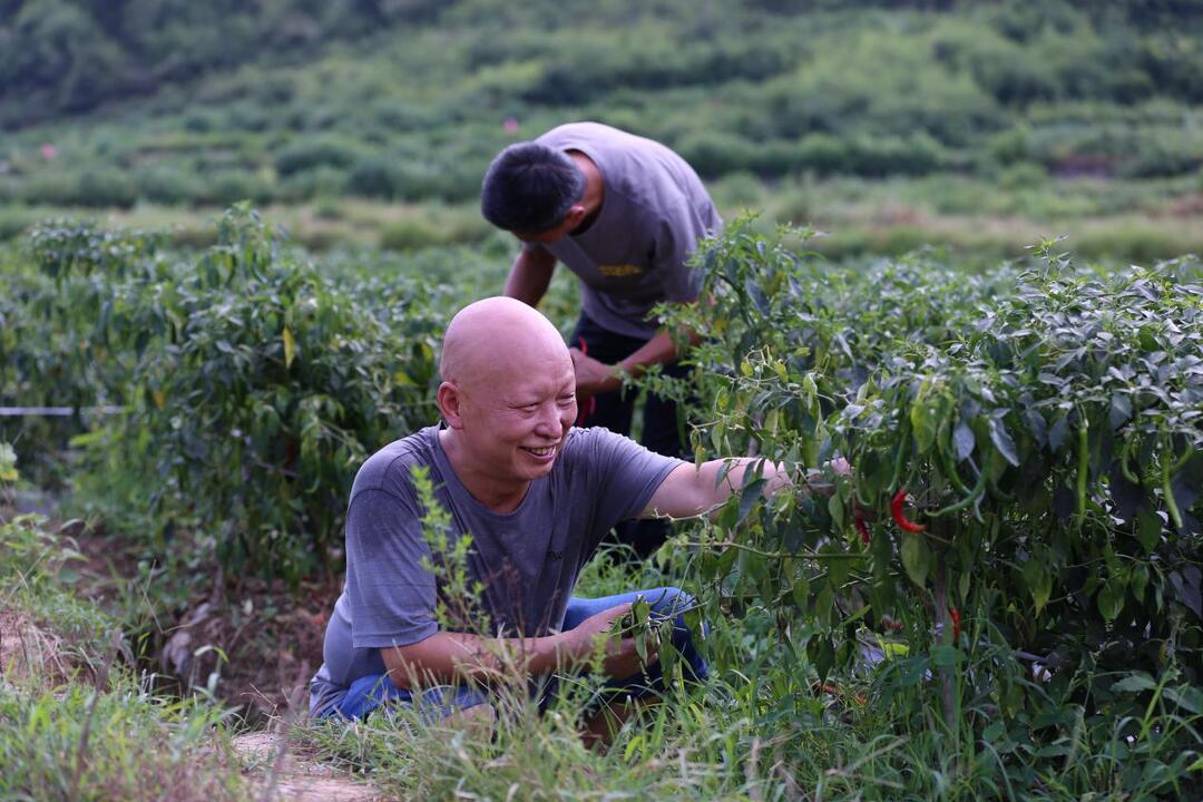 湘西稅務(wù)：以稅助農(nóng)，共繪鄉(xiāng)村振興美好畫卷