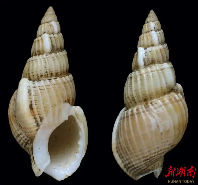 这些螺不可食用！湖南发布消费提示