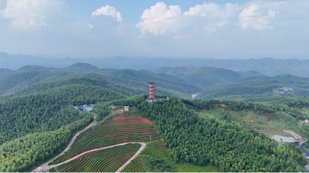 茶海紀(jì)行 | 古韻千年貢茶今朝煥新生機(jī)