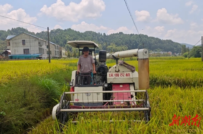 溪口鎮(zhèn)：田間好“豐”景 農(nóng)民笑開顏