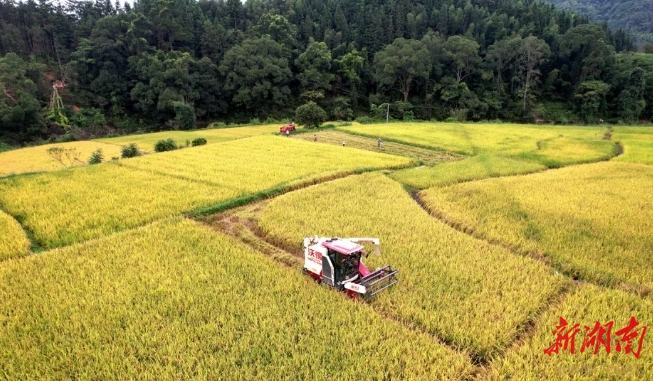 播陽鎮(zhèn)：風(fēng)吹稻田千重浪，稻穗飄香農(nóng)家忙