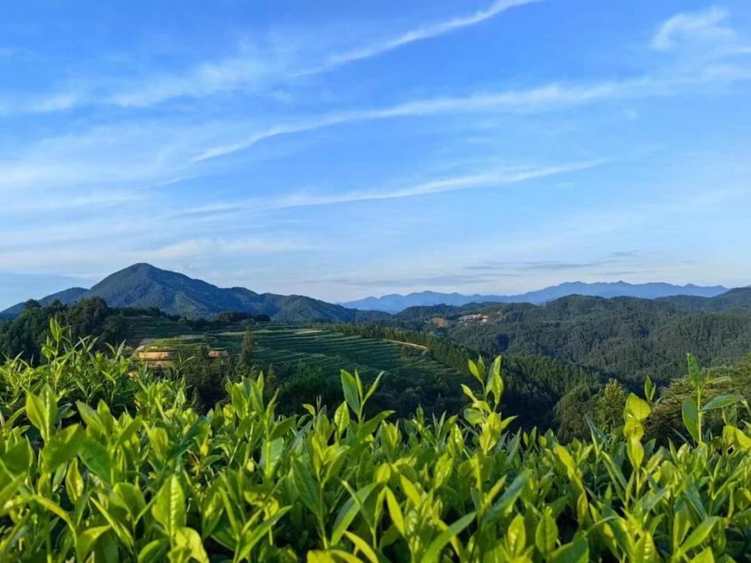 2024湖南茶葉新質(zhì)生產(chǎn)力“十強(qiáng)先行縣(市)”會(huì)同縣：夢回神農(nóng)地 茶韻醉人心