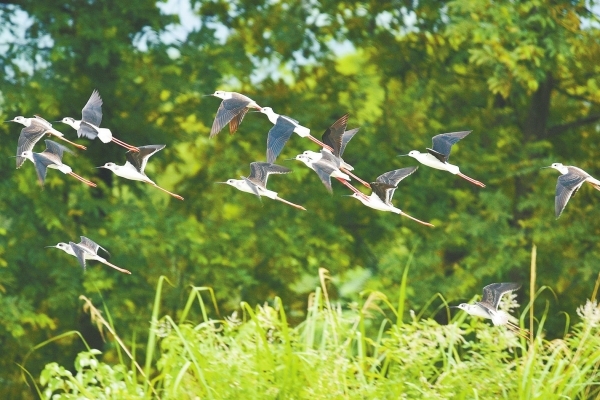 鳥(niǎo)界“超模” 翩翩起舞