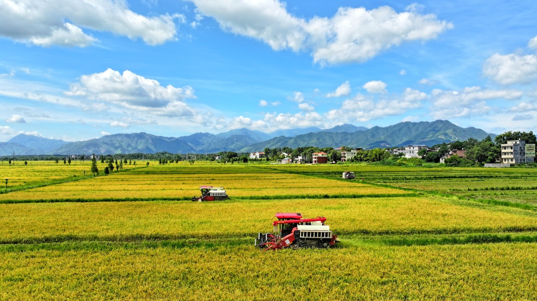 國家統(tǒng)計局公布2024年早稻數(shù)據(jù) 湖南早稻面積、總產(chǎn)量均居全國首位