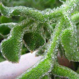 抗炎抗氧化保护心血管健康 这种蔬菜你吃过吗？