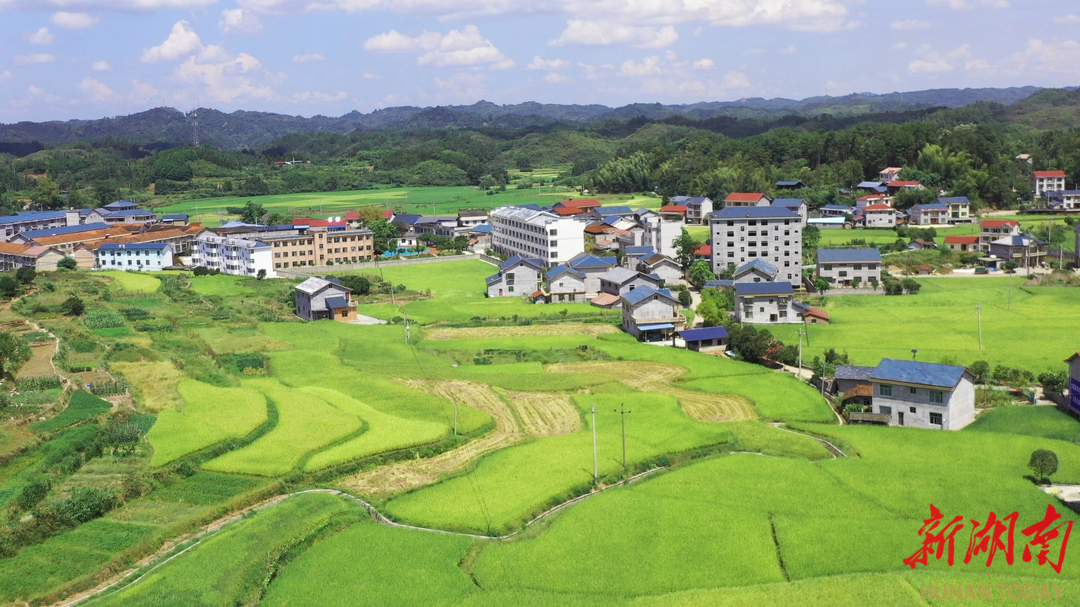 鶴城區(qū)：初秋稻谷與農(nóng)舍共繪美麗新畫卷