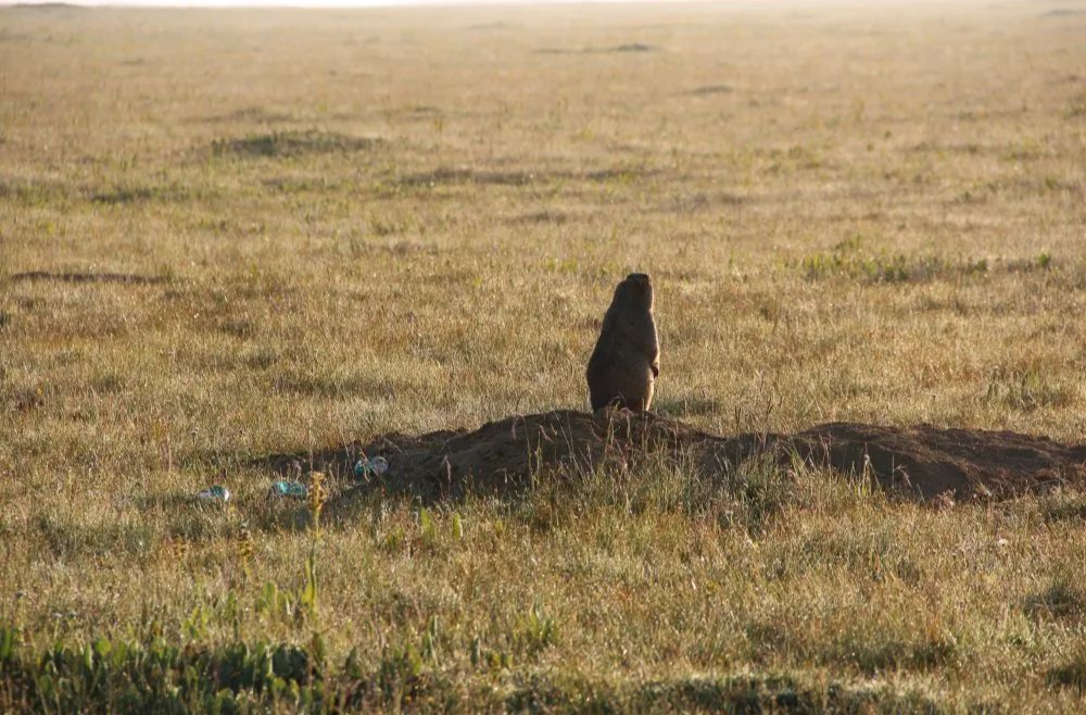 当心！远离土拨鼠