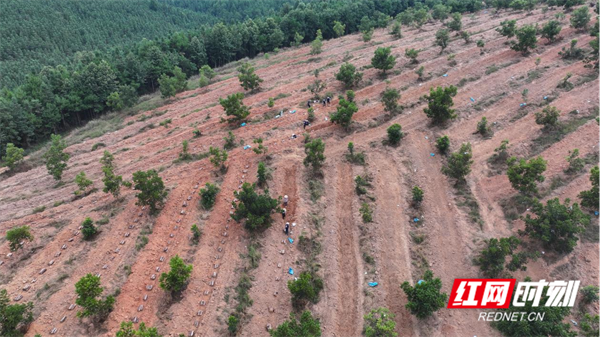 核桃樹下種茯苓 靖州姚家村萬畝茯苓種植基地火熱建設中