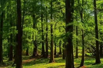 道縣多措并舉做好森林草原濕地生態(tài)綜合監(jiān)測