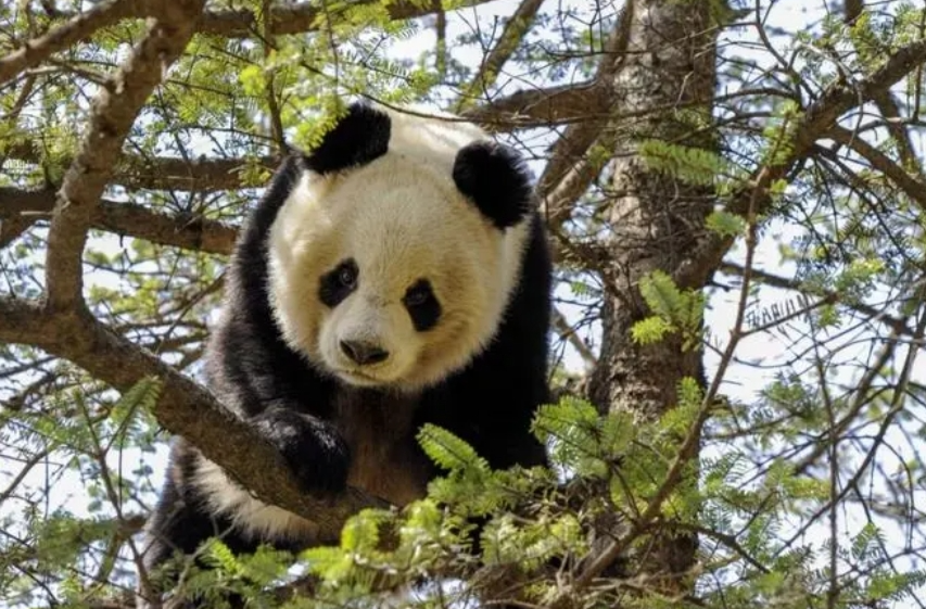 國家公園守護(hù)超七成野生大熊貓家園