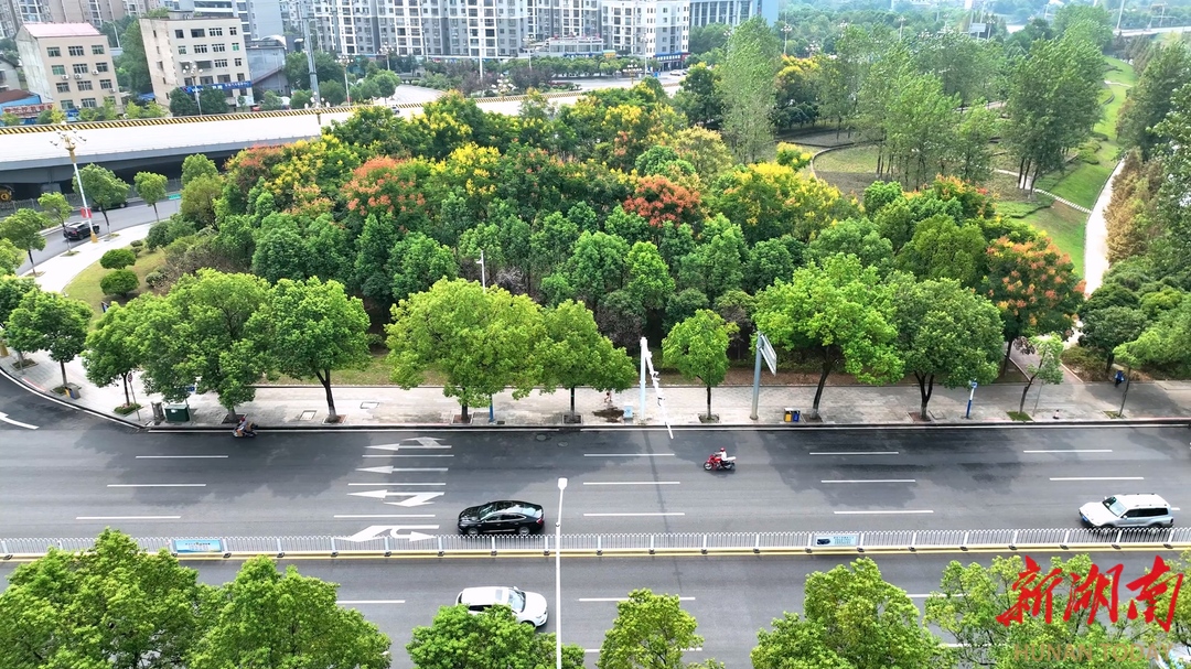 【當好東道主 喜迎第十一屆全球湘商大會】 鶴城區(qū)：欒樹花開秋意濃 扮靚城市美如畫