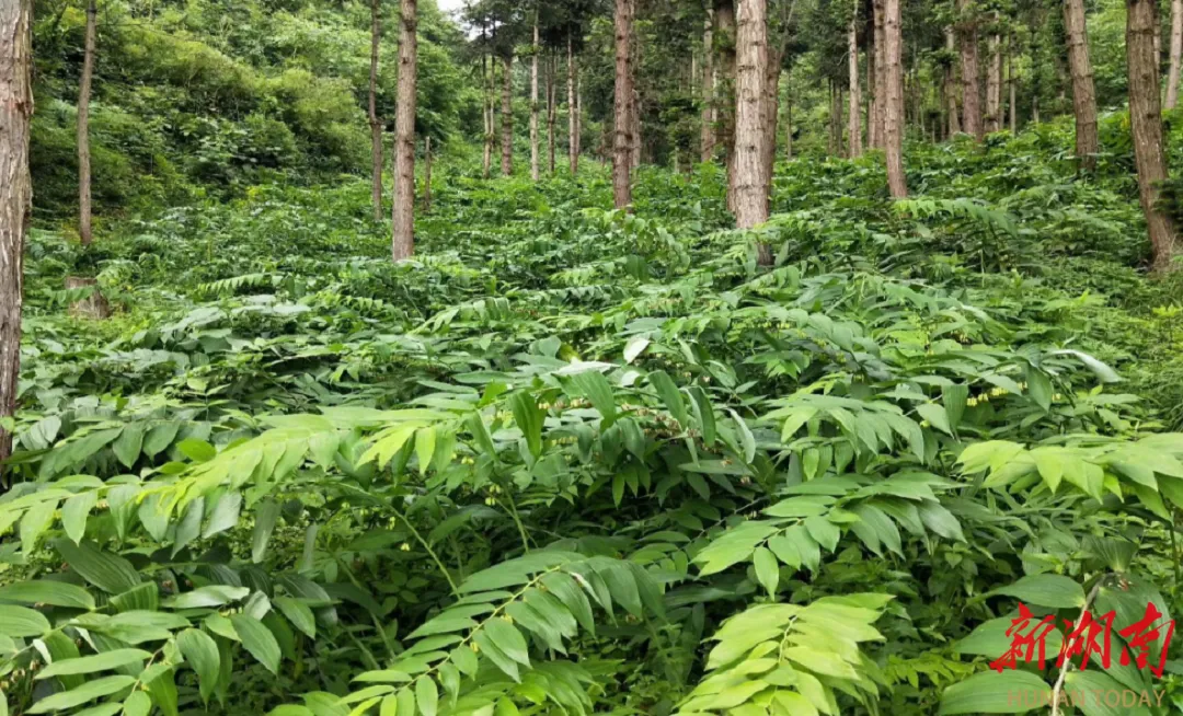 湖南省林科院：科技成果賦能林業(yè)發(fā)展新篇章