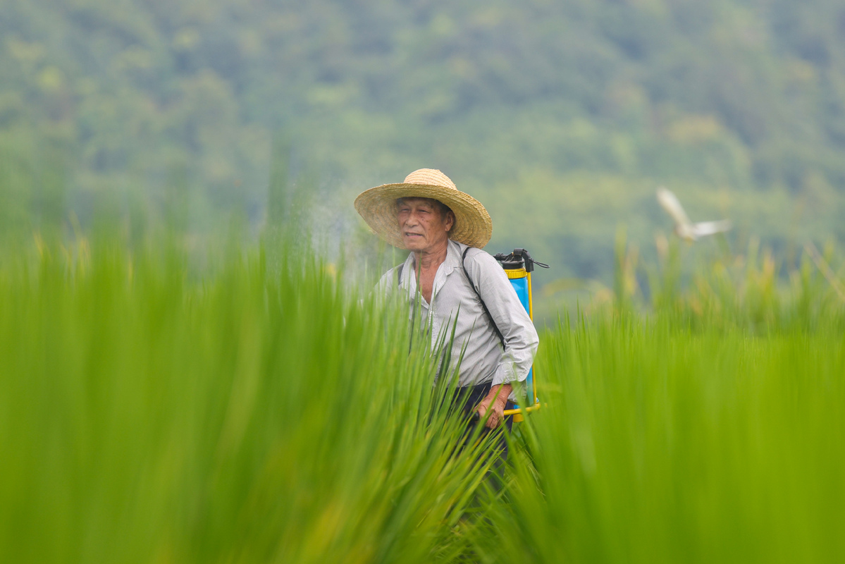 每日一詞|綠色農(nóng)藥 green pesticides