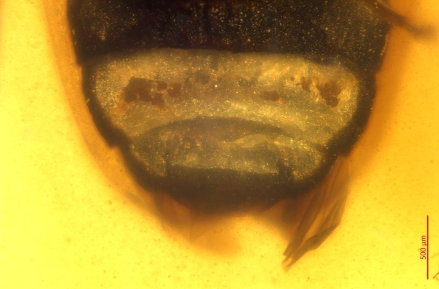 新发现！1亿年前琥珀里的萤火虫