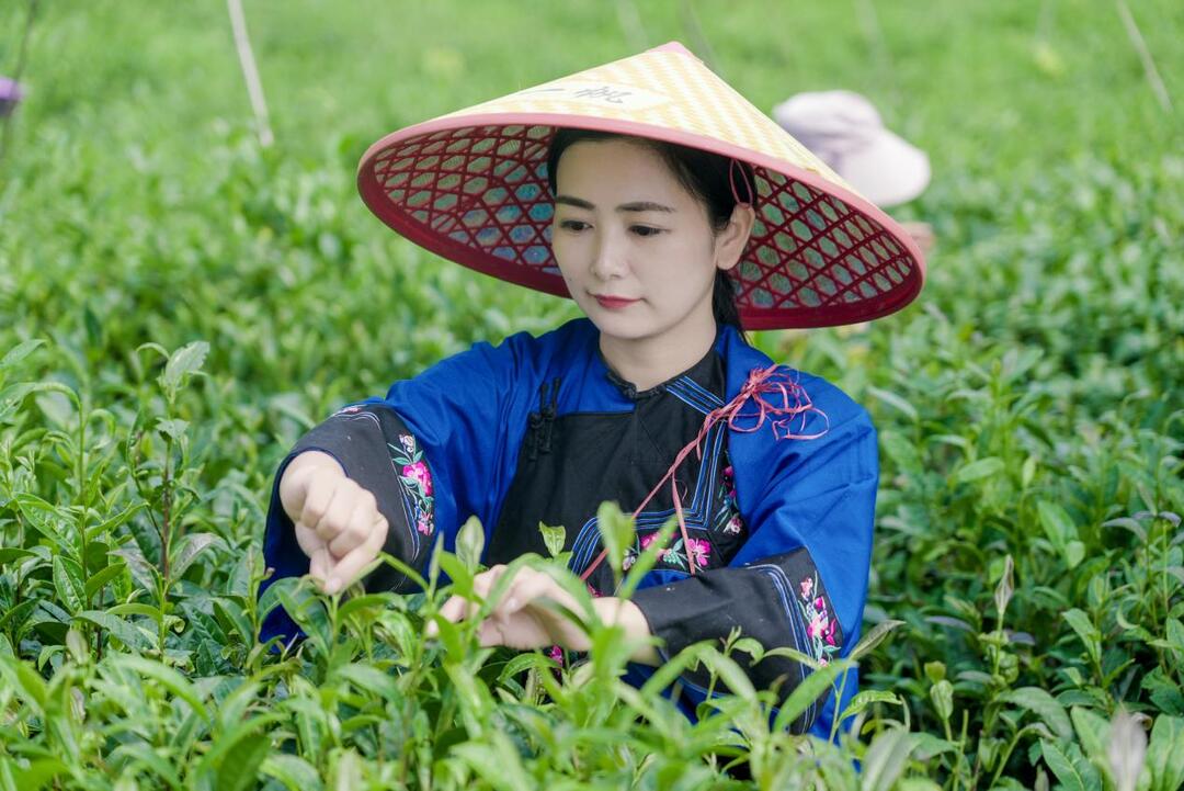 2024湖南茶葉新質(zhì)生產(chǎn)力“十佳新銳人物”龍玲芝：茶夢成真的新農(nóng)人