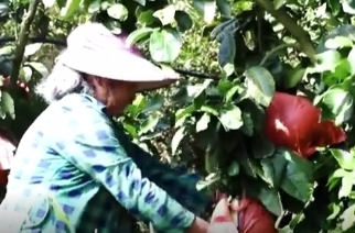 雙語湖南|湖南這個地方的三紅蜜柚甜蜜上市