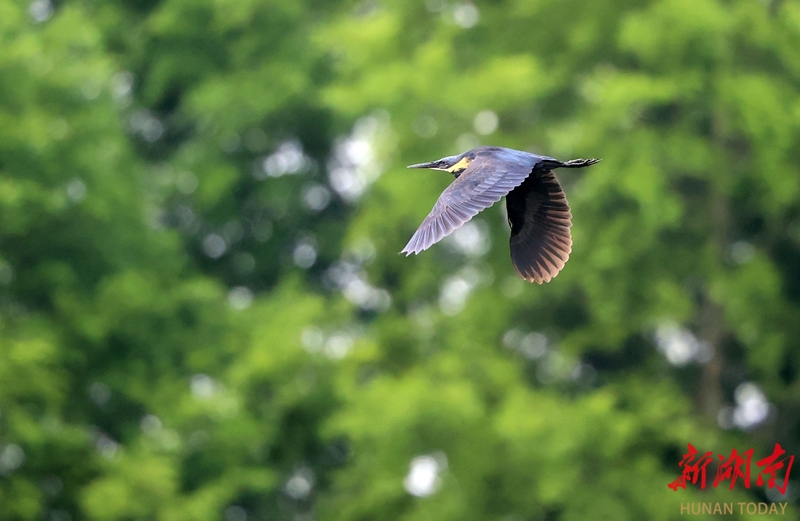 黑鳽现身长沙